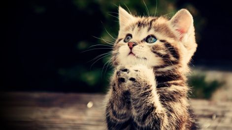 funny-cat-full-hd-wallpaper-praying-kitten-cute-animal-picture-1024x576.jpg